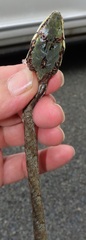 Thelotornis capensis capensis