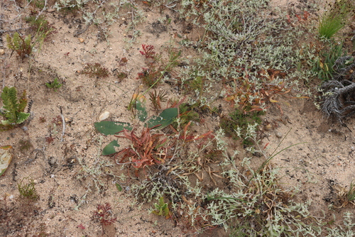Brunsvigia nervosa