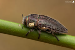 Tyndaris marginella