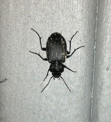 Licinus