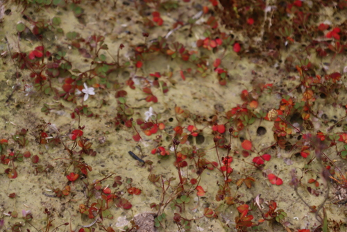 Cave Sorrel (Oxalis amblyosepala)