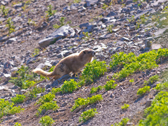 Marmota olympus