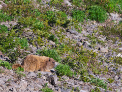 Marmota olympus