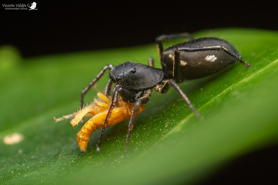 Atomosphyrus