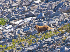 Marmota olympus