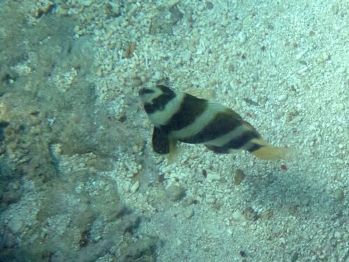 Voetballer-juffertje (Chrysiptera annulata) — Pomacentridae — 5
