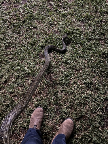 Diamond Python sighting