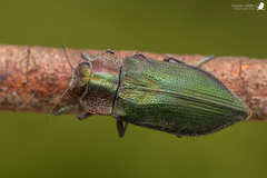 Trigonogenium subaequalis