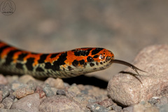 Bock's Ground Snake photo 2