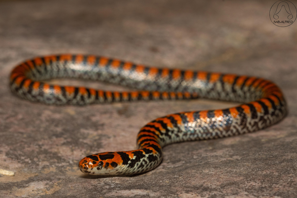 Bock's Ground Snake