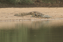 Crocodylus suchus
