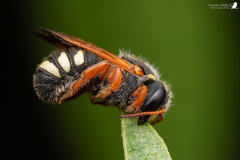 Notanthidium rudolphi