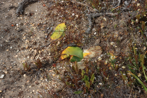 Haemanthus amarylloides