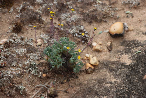 Potato Babooncabbage (Othonna cacalioides)