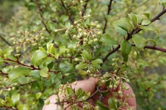 Gaultheria paniculata