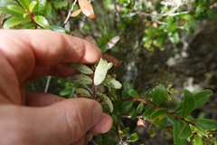 Gaultheria paniculata