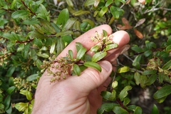 Gaultheria paniculata