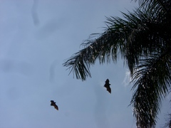 Pteropus giganteus