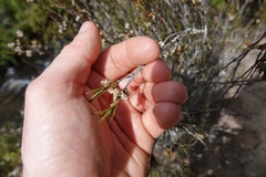 Dracophyllum subulatum