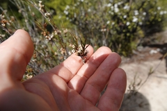 Dracophyllum subulatum