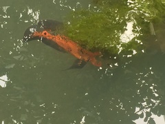 Astronotus ocellatus