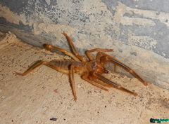 Galeodidae