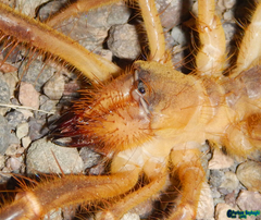 Galeodidae