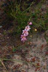 Ixia scillaris, photograph (c) Tony Rebelo, some rights reserved (CC BY-SA)