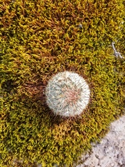 Mammillaria densispina