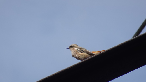 Eversmann's Redstart (Phoenicurus erythronotus), photo 7