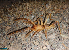 Galeodidae