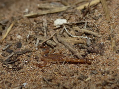 Buthus atlantis