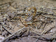 Buthus atlantis