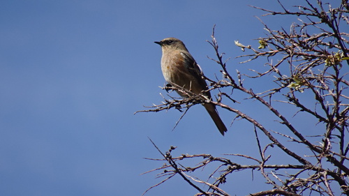 Eversmann's Redstart (Phoenicurus erythronotus), photo 8