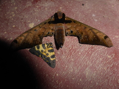 Adhemarius sexoculata