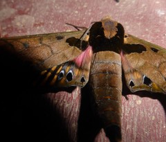 Adhemarius sexoculata