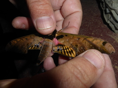 Adhemarius sexoculata