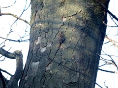 Certhia familiaris