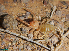 Galeodidae