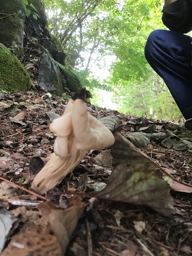 Helvella crispa