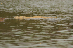 Crocodylus suchus
