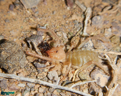 Galeodidae