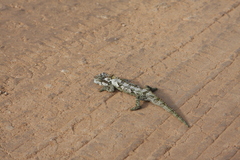 Bradypodion ventrale