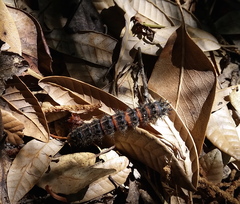 Hemileuca eglanterina