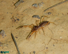 Galeodidae