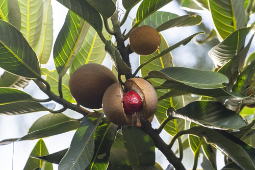 Myristica cagayanensis