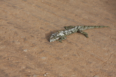 Bradypodion ventrale