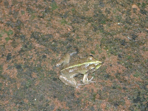 Indian Green Frog, Phrynoderma hexadactylum