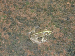 Euphlyctis hexadactyla