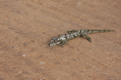 Bradypodion ventrale